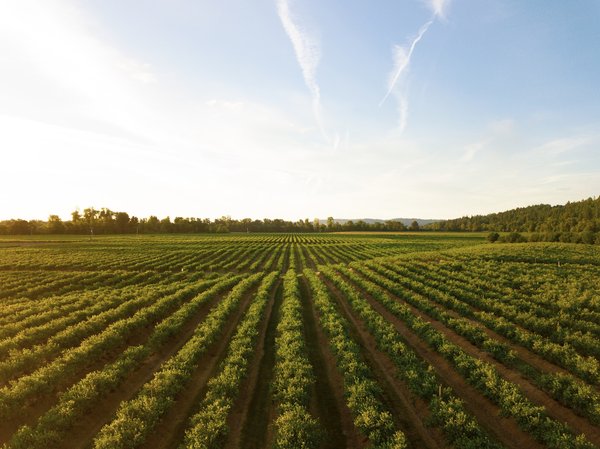 Comment valoriser la biomasse dans différents secteurs d'activité ?